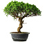 Juniperus chinensis Itoigawa, 36 cm, ± 15 years old