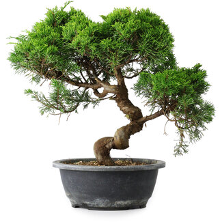 Juniperus chinensis Itoigawa, 32 cm, ± 15 años