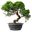 Juniperus chinensis Itoigawa, 32 cm, ± 15 ans
