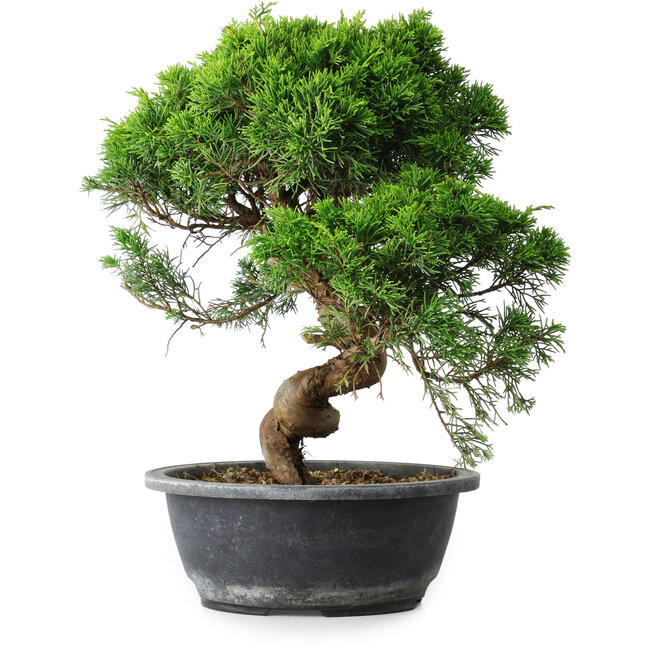 Juniperus chinensis Itoigawa, 32 cm, ± 15 Jahre alt