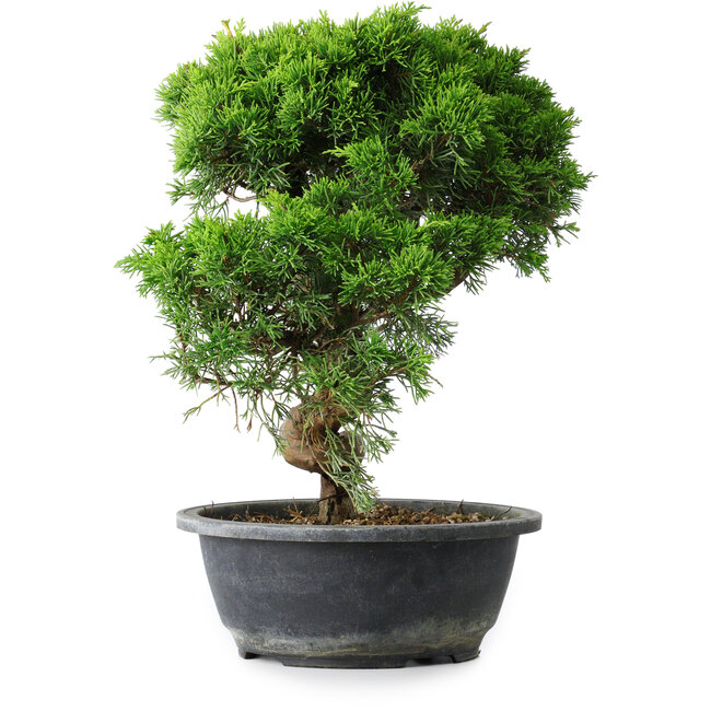 Juniperus chinensis Itoigawa, 32 cm, ± 15 años