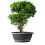 Juniperus chinensis Itoigawa, 32 cm, ± 15 ans
