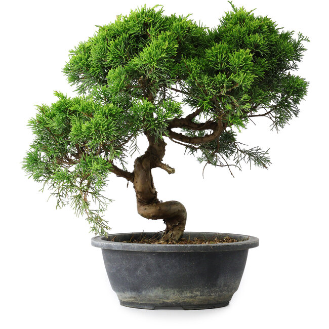 Juniperus chinensis Itoigawa, 32 cm, ± 15 jaar oud