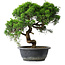 Juniperus chinensis Itoigawa, 32 cm, ± 15 ans