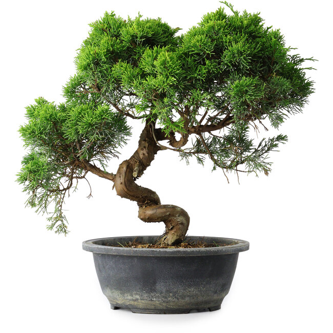 Juniperus chinensis Itoigawa, 32 cm, ± 15 anni