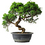Juniperus chinensis Itoigawa, 32 cm, ± 15 años