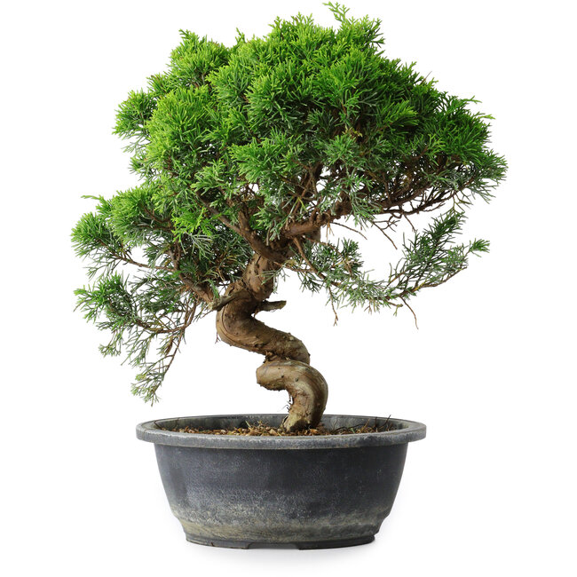 Juniperus chinensis Itoigawa, 32 cm, ± 15 jaar oud