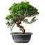Juniperus chinensis Itoigawa, 32 cm, ± 15 ans