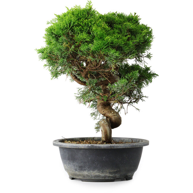 Juniperus chinensis Itoigawa, 32 cm, ± 15 Jahre alt
