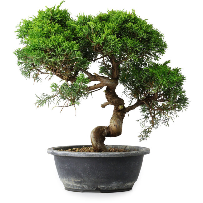 Juniperus chinensis Itoigawa, 32 cm, ± 15 años