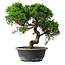 Juniperus chinensis Itoigawa, 32 cm, ± 15 years old