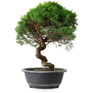 Juniperus chinensis Itoigawa, 35,5 cm, ± 15 ans