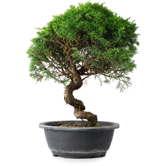Juniperus chinensis Itoigawa, 35,5 cm, ± 15 Jahre alt