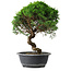 Juniperus chinensis Itoigawa, 35,5 cm, ± 15 años