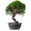 Juniperus chinensis Itoigawa, 35,5 cm, ± 15 ans