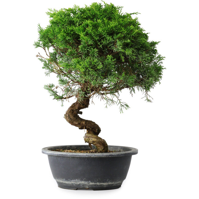 Juniperus chinensis Itoigawa, 35,5 cm, ± 15 anni
