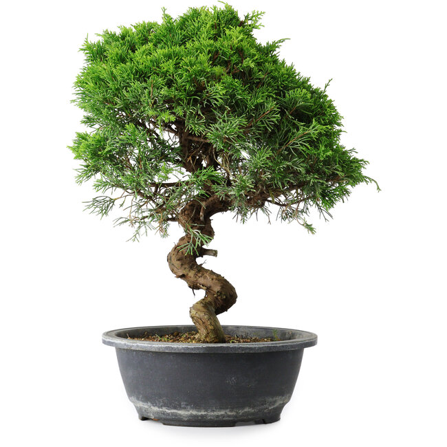 Juniperus chinensis Itoigawa, 35,5 cm, ± 15 anni