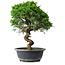 Juniperus chinensis Itoigawa, 35,5 cm, ± 15 ans