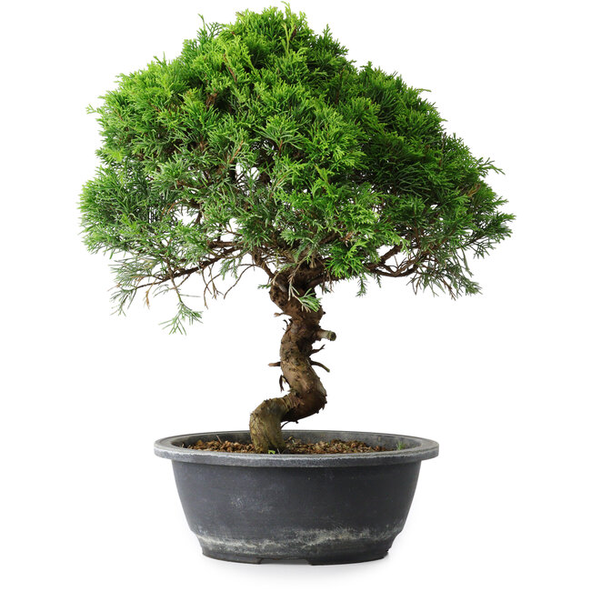 Juniperus chinensis Itoigawa, 35,5 cm, ± 15 años