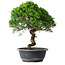 Juniperus chinensis Itoigawa, 35,5 cm, ± 15 ans