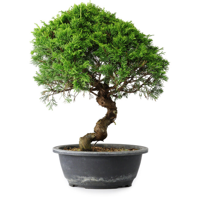 Juniperus chinensis Itoigawa, 35,5 cm, ± 15 anni
