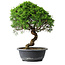Juniperus chinensis Itoigawa, 35,5 cm, ± 15 Jahre alt