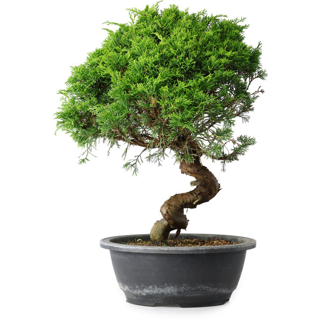 Juniperus chinensis Itoigawa, 35,5 cm, ± 15 anni
