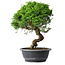 Juniperus chinensis Itoigawa, 35,5 cm, ± 15 ans