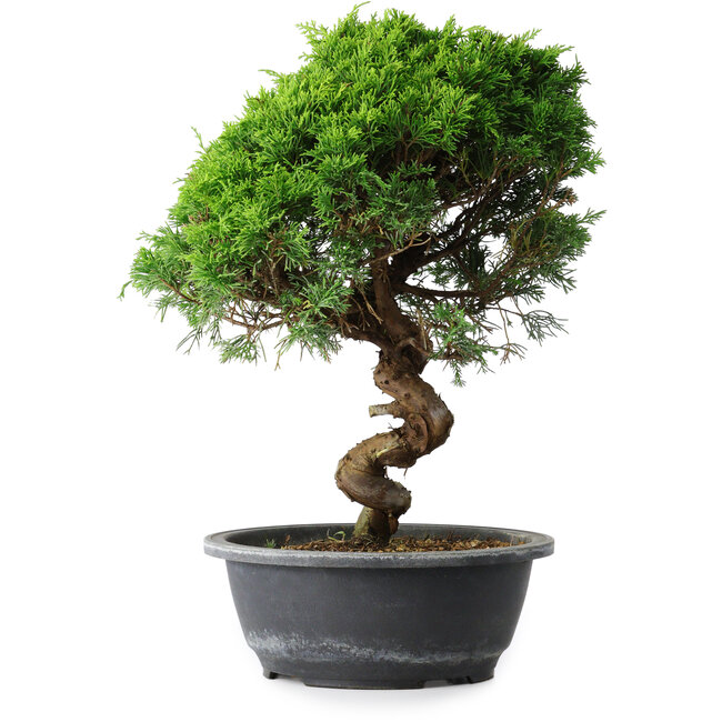 Juniperus chinensis Itoigawa, 35,5 cm, ± 15 años