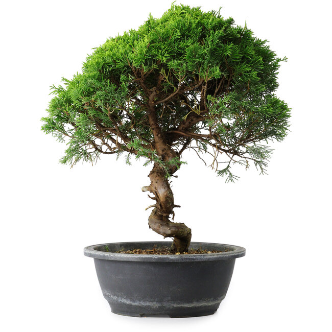 Juniperus chinensis Itoigawa, 35,5 cm, ± 15 ans