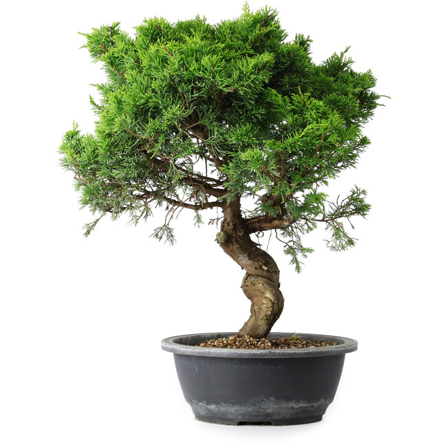 Juniperus chinensis Itoigawa, 39,5 cm, ± 15 Jahre alt