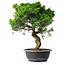 Juniperus chinensis Itoigawa, 39,5 cm, ± 15 Jahre alt