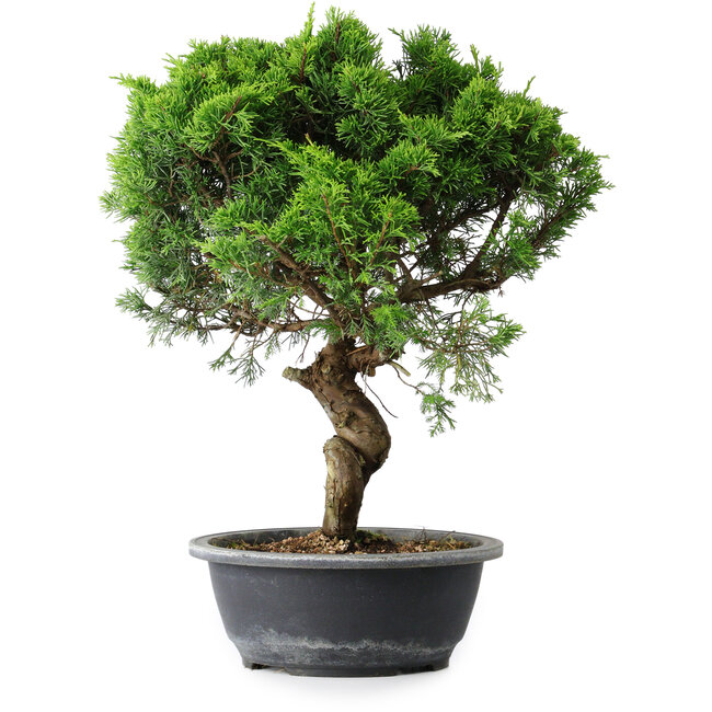 Juniperus chinensis Itoigawa, 39,5 cm, ± 15 ans