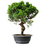 Juniperus chinensis Itoigawa, 39,5 cm, ± 15 years old
