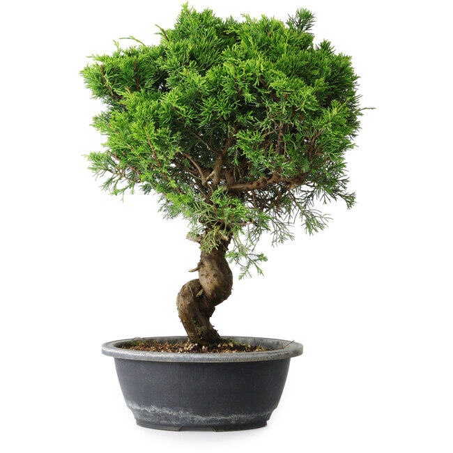 Juniperus chinensis Itoigawa, 39,5 cm, ± 15 years old