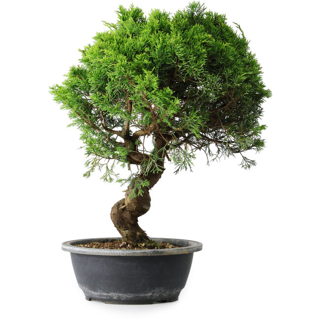 Juniperus chinensis Itoigawa, 39,5 cm, ± 15 years old