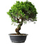 Juniperus chinensis Itoigawa, 39,5 cm, ± 15 Jahre alt