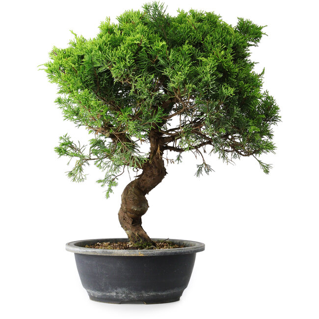 Juniperus chinensis Itoigawa, 39,5 cm, ± 15 years old