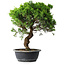Juniperus chinensis Itoigawa, 39,5 cm, ± 15 ans