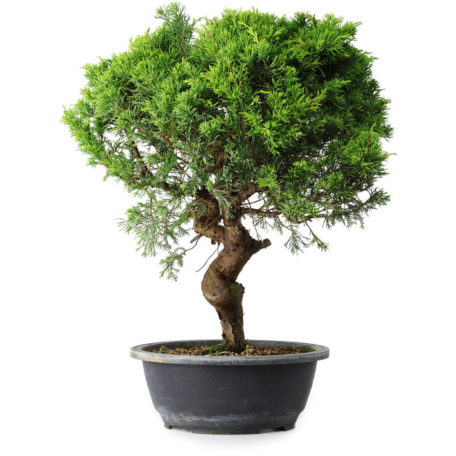 Juniperus chinensis Itoigawa, 39,5 cm, ± 15 ans