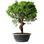 Juniperus chinensis Itoigawa, 39,5 cm, ± 15 years old