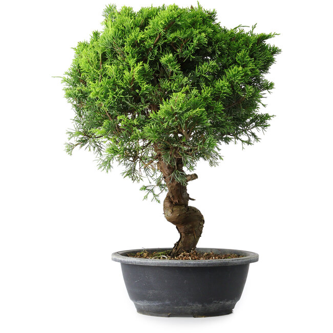 Juniperus chinensis Itoigawa, 39,5 cm, ± 15 ans