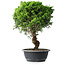 Juniperus chinensis Itoigawa, 39,5 cm, ± 15 Jahre alt