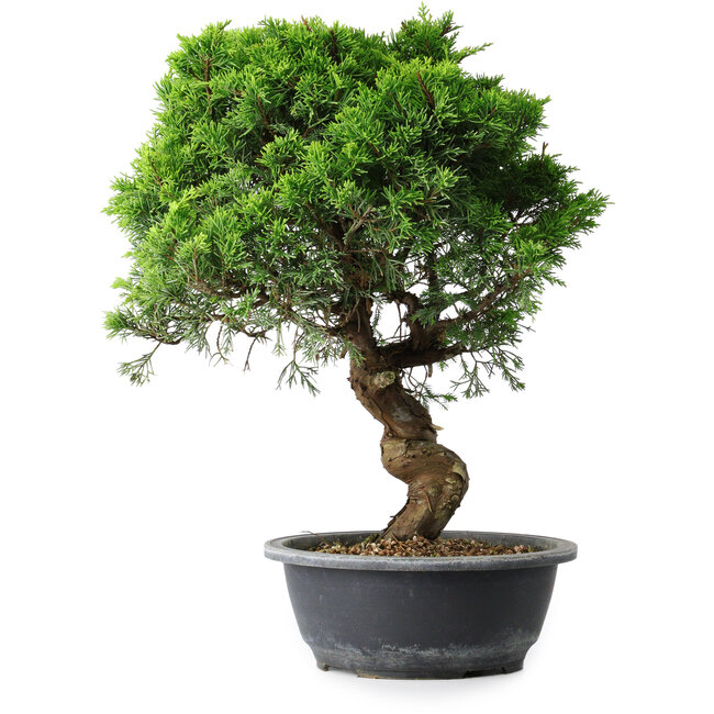 Juniperus chinensis Itoigawa, 39,5 cm, ± 15 years old