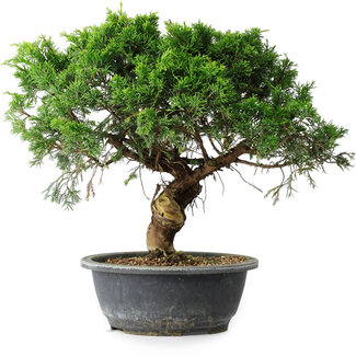 Juniperus chinensis Itoigawa, 33 cm, ± 15 ans