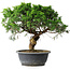 Juniperus chinensis Itoigawa, 33 cm, ± 15 ans