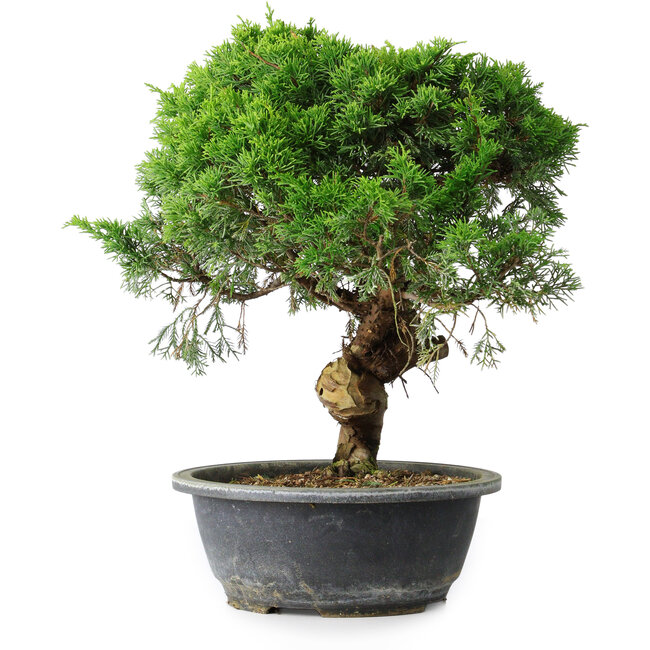 Juniperus chinensis Itoigawa, 33 cm, ± 15 años