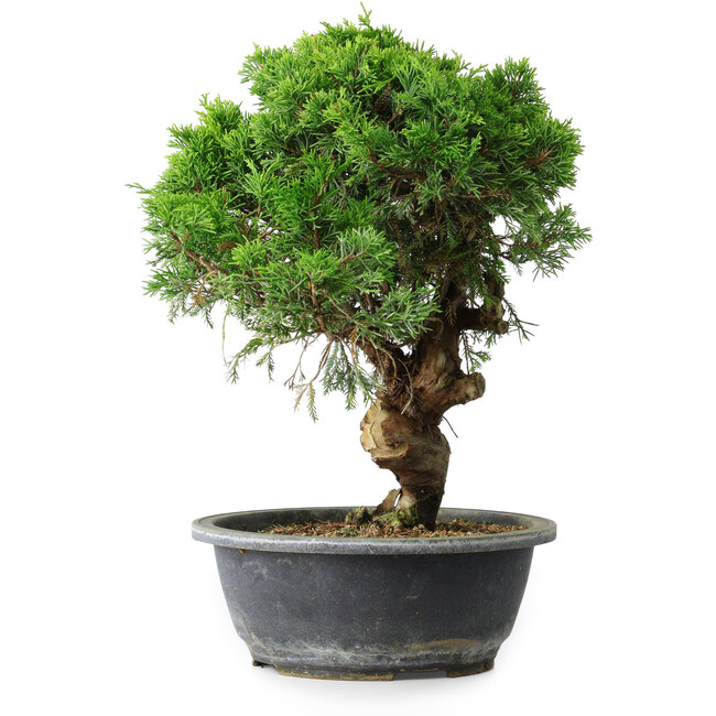 Juniperus chinensis Itoigawa, 33 cm, ± 15 ans