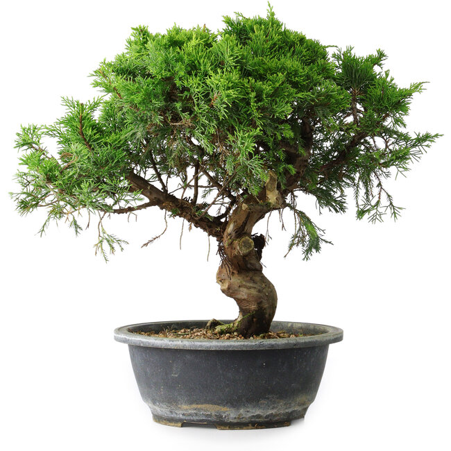 Juniperus chinensis Itoigawa, 33 cm, ± 15 years old