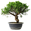 Juniperus chinensis Itoigawa, 33 cm, ± 15 ans